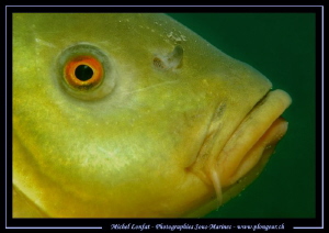 The eye of the Tench... ;O)... by Michel Lonfat 